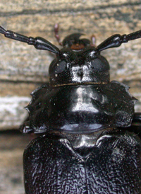 Broad-necked Rootborer
